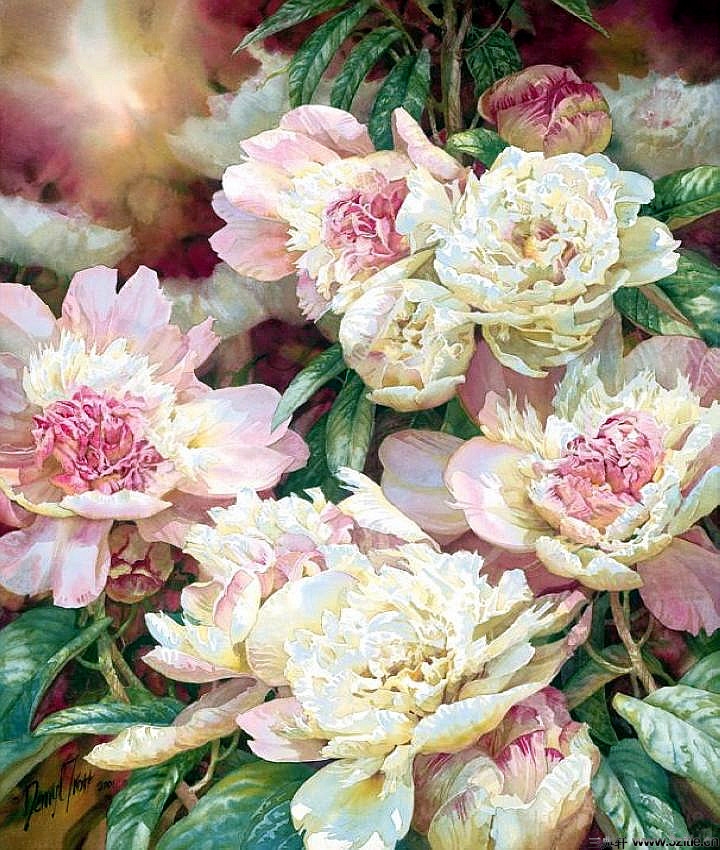 澳大利亚画家达里尔特洛特的花卉水彩画0023